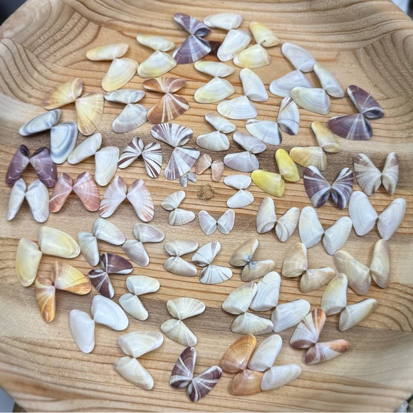 50 (25 Pairs) Florida Coquina Seashells Butterfly Shells DIY Crafting Bulk Lot - Picture 3 of 16